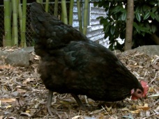 Australorps Australorps