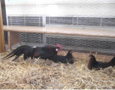 deutsche Zwerge deutsche Zwerge