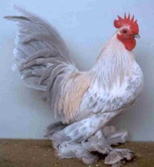 federfüssige zwerge federfüssige zwerge