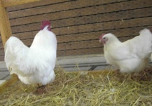 New Hampshire New Hampshire