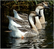 Höckergänse Höckergänse