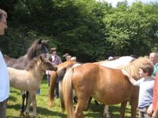 Pferde auf dem Geflügelhof Pferde