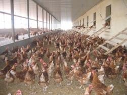 Überdachter Freilauf Freilauf