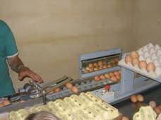 Sortiermaschine Geflügelhof Sortiermaschine