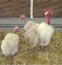 Nackthals  Nackthals