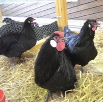 rheinländer rheinländer