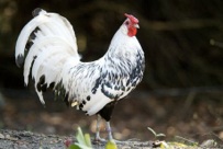 silberlack silberlack