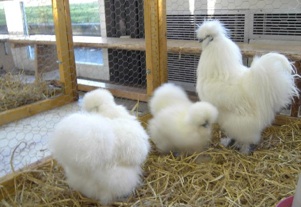 Seidenhuhn Seidenhuhn