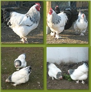 sundheimer sundheimer