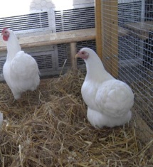 wyandotten wyandotten