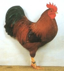 Zwerg New Hampshire zwerge New Hampshire